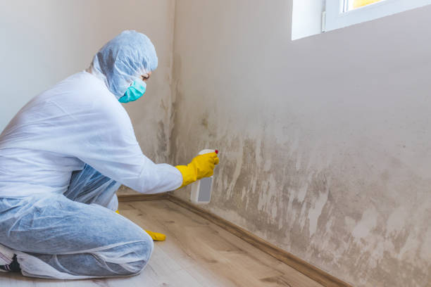 Best Asbestos and Lead Testing During Mold Inspection  in Tonkawa, OK